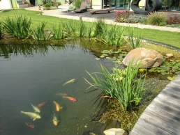 zahradni-jezirko-koi